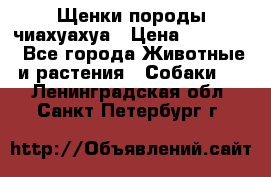 Щенки породы чиахуахуа › Цена ­ 12 000 - Все города Животные и растения » Собаки   . Ленинградская обл.,Санкт-Петербург г.